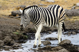 Fototapeta Sawanna - Zebra leaving the waterhole