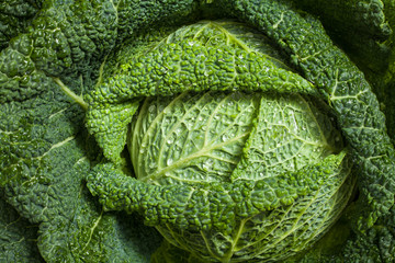 fresh raw savoy cabbage vegetable