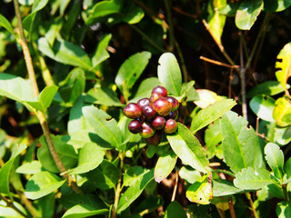 Wall Mural - Ligustrum vulgare - wild privet - berries closeup  