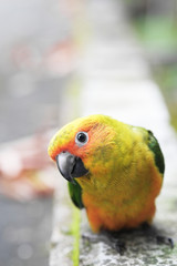 Wall Mural - Young Sun Conure parrot standing on the ground - Soft Focus