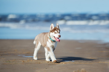 Sticker - adorable siberian husky puppy walking by the sea