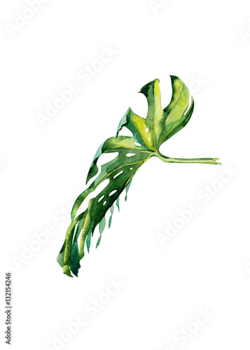 Watercolor illustration of tropical leaves, dense jungle. Hand painted. Banne...