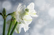White amaryllis flowers (Hippeastrum) against a snowy winter background