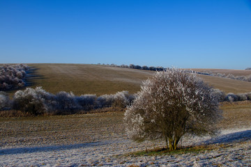 Wall Mural - Wild plum tree and fields in the frosty winter sunny day. Blue sky in the background, grass with frost in the foreground.