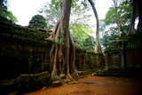 Fototapeta  - Tempel Ta Prohm Kambodscha