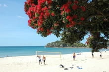 Pohutukawa Trees And Volleyball Players On The Mount Beach Maunganui