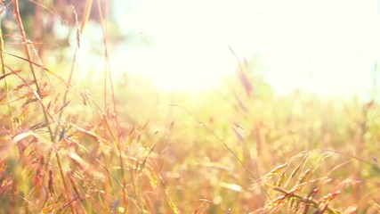 Canvas Print - Summer field meadow flowers. Beautiful nature scene with blooming flowers in sun flare. Slow motion. Full HD 1080p