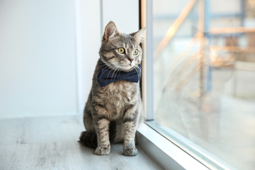 Cute funny cat sitting on window sill at home