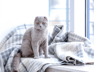 Cute cat sitting on window sill covered with soft plaid