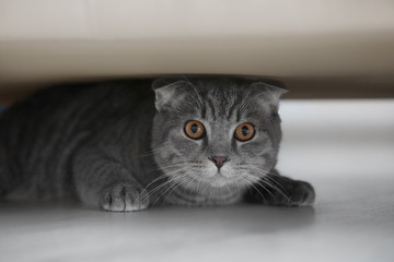 Sticker - Cute funny cat hiding under furniture at home