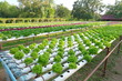 Organic hydroponic vegetable farm concept