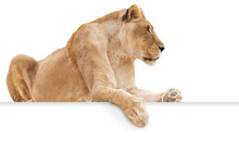 Isolated Female Lion On White Background With Paw Hanging Over Blank Sign For Copy.