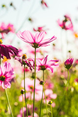Wall Mural - Beautiful cosmos flowers