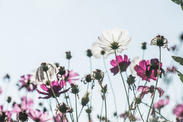 Wall Mural - Beautiful cosmos flowers