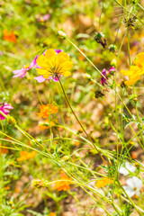 Wall Mural - Beautiful cosmos flowers