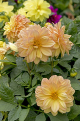 Poster - Yellow Orange Flower Dahlia Bunch