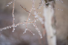 Ice On Tree Branch