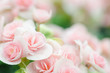 Pink rose begonia blossom in a garden,softness flower background,valentine day