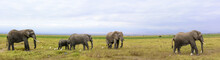 African Bush Elephant Or African Elephant (Loxodonta Africana). Amboseli National Park. Kenya.