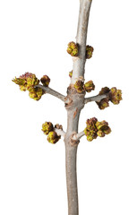 Wall Mural - Buds on tree