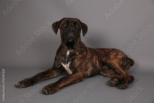 Cane Corso Mignon Allongé En Studio Fond Gris Comprar Esta Foto De