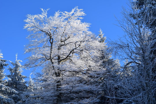 schneebedeckte bäume und tannen vor strahlend blauem himmel