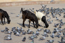 Pet Of A Goat Black White With Birds