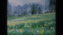 1969: Visitors Walk Along Hill Near Trees And Above Expanse Of Yellow And White Daffodils CALIFORNIA
