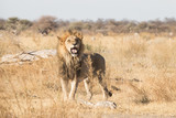 Fototapeta Sawanna - roaring male lion