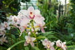 Pink cymbidium orchid in a tropical garden.