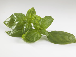 basil leaf