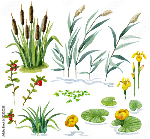 Wetland Set1 - Buy this stock illustration and explore similar ...