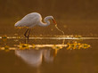 Great Egret (Ardea alba) with hunt