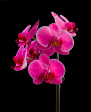 Pink Moth Orchid On Black.