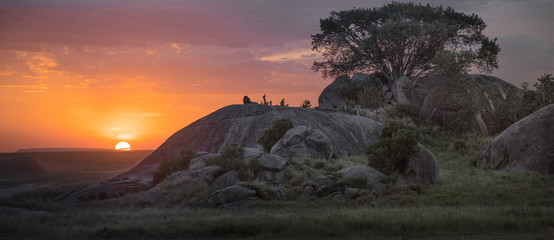 kopje lion sunset