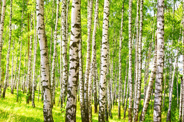 Poster - summer in sunny birch forest