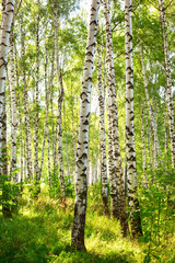 Wall Mural - summer in sunny birch forest