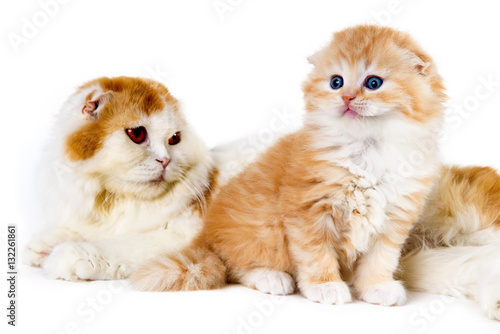 Mommy And Baby Cats Yellow And White On A White Background Buy