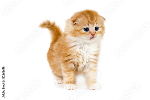 Scottish Fold Kitten Yellow And White Standing And Observing
