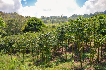 Wall Mural - Beautiful landscape of coffee farms in a small village of coffee growers in San Luis de Planes, by Santa Barbara National Park, Honduras. Central America