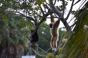 2 Monkeys Hanging from a Tree