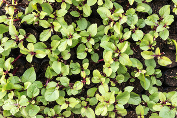 top view of  vegetable plot. green leaf. Nature. pattern backgro