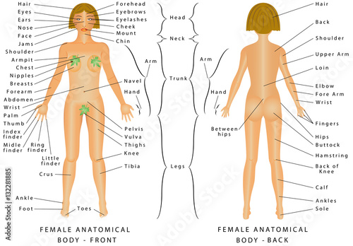 Human Body Parts Chart With Name