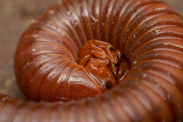 Macro of millipede