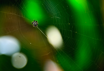 Wall Mural - spider