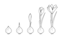 Crocus Germination From Corm Bulb To Sprouts To Flower. Life Cycle Phases Evolution. Isolated Black Outline Sketch On White Background. Flowering Plant Growth Concept Vector Design Illustration.
