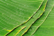 © Thanrada H. - Closeup of banana leaf texture abstract background