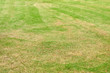 © ZhouEka - Green yard with dry and fresh glass