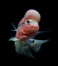 Red Flowerhorn Crossbreed Cichlid Pet Fish Bigkok Over Black Background