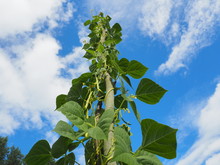 A View Of A Bean Plant Against The Sky 